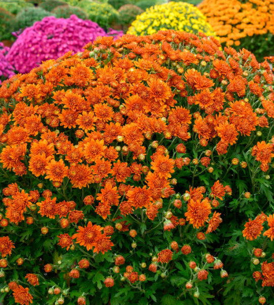how to keep mums blooming big