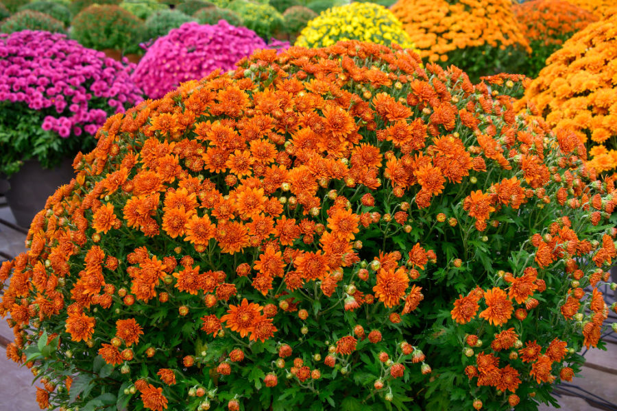 How To Keep Mums Blooming Big 4 Secrets To Lasting Blooms!