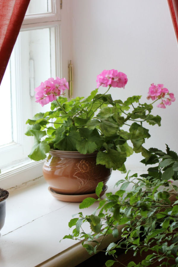 save geraniums