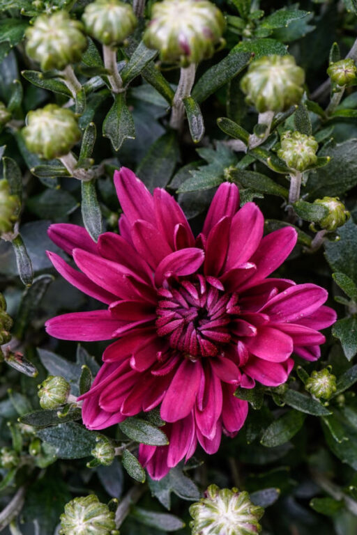 How To Keep Mums Blooming Big 4 Secrets To Lasting Blooms!