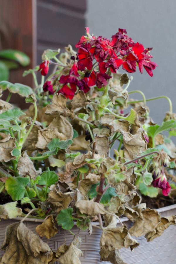how to recycle old potting soil