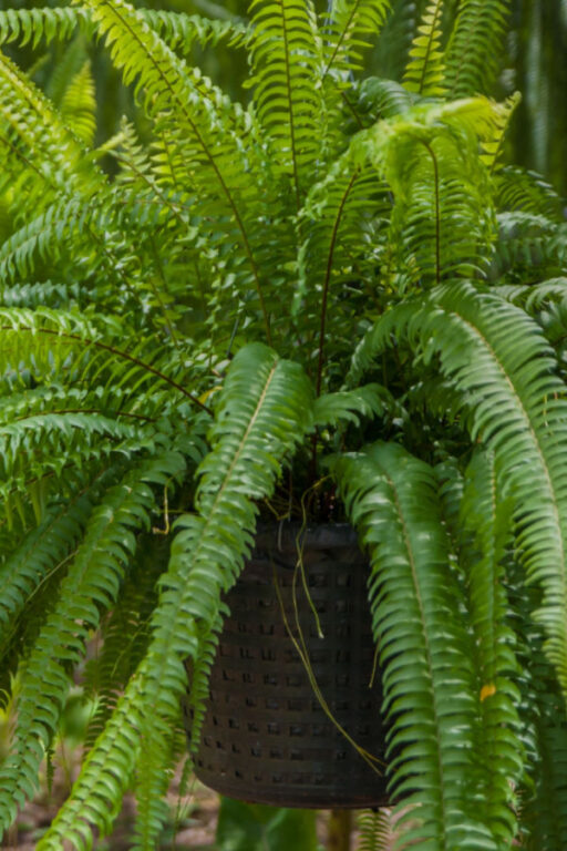 How To Save Ferns - Keeping Ferns Over The Winter Indoors