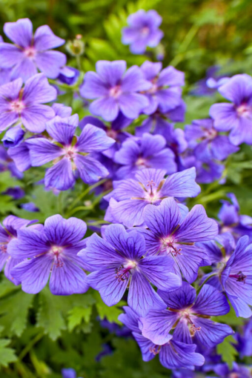 Saving Geraniums How To Keep Geraniums Alive Over Winter!