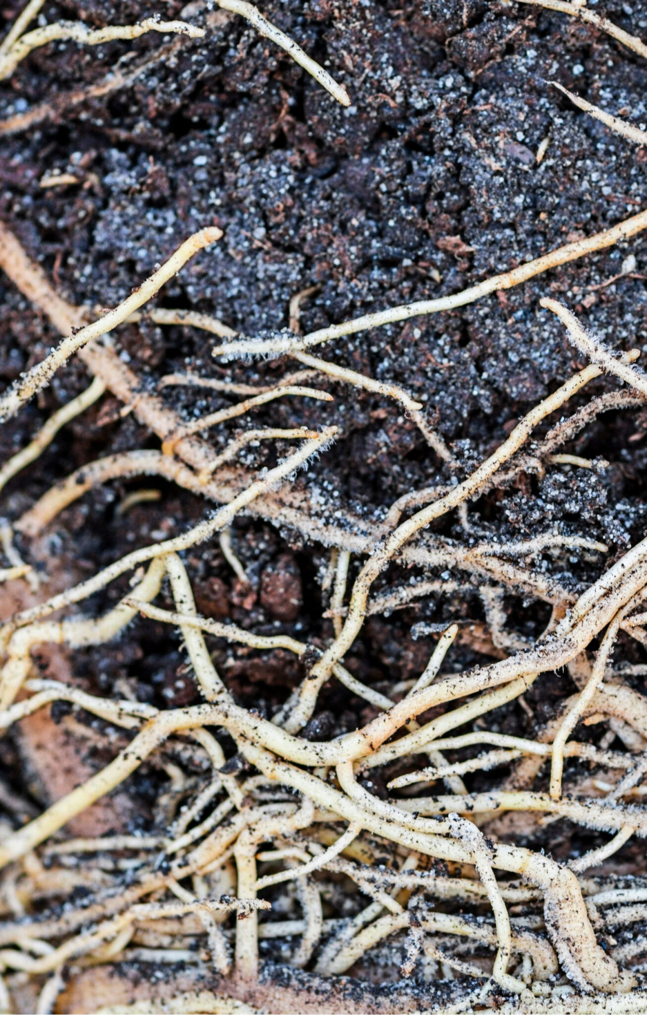 How To Reuse Old Potting Soil From Your Hanging Baskets & Pots!