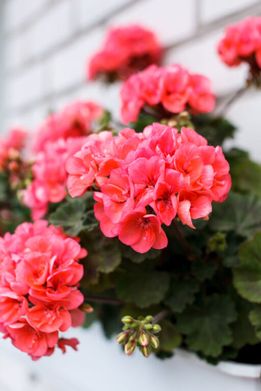 Saving Geraniums How To Keep Geraniums Alive Over Winter!