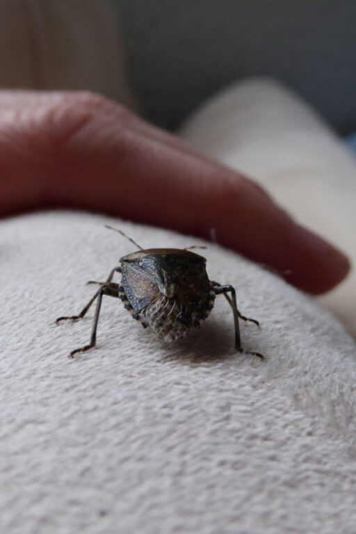How To Keep Stink Bugs Out! The Secrets To Stink Bug Control
