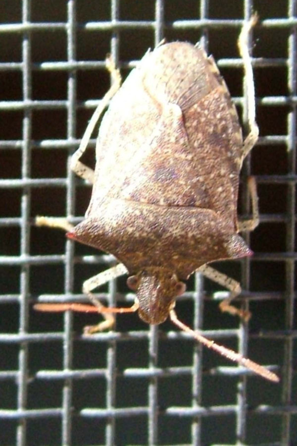 how to stop stink bugs