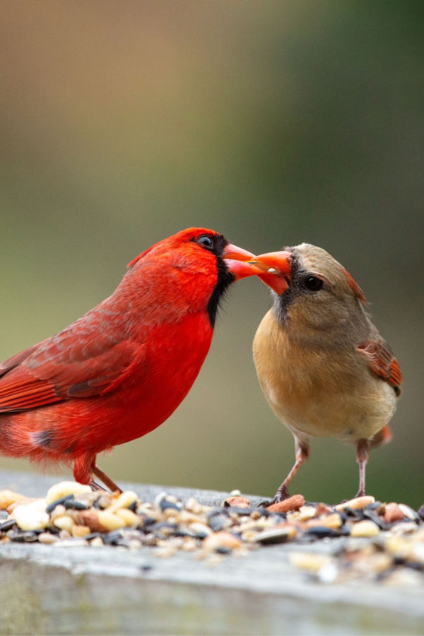 cardinals feeding 