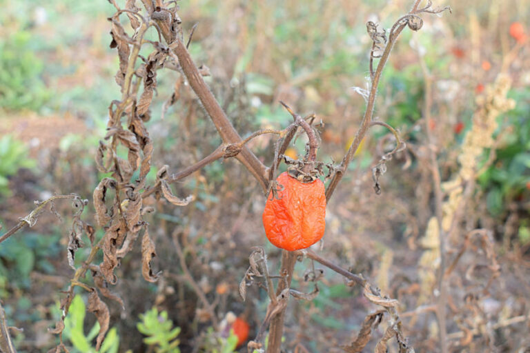 biggest garden mistakes