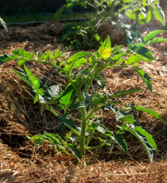 how to grow your own garden mulch