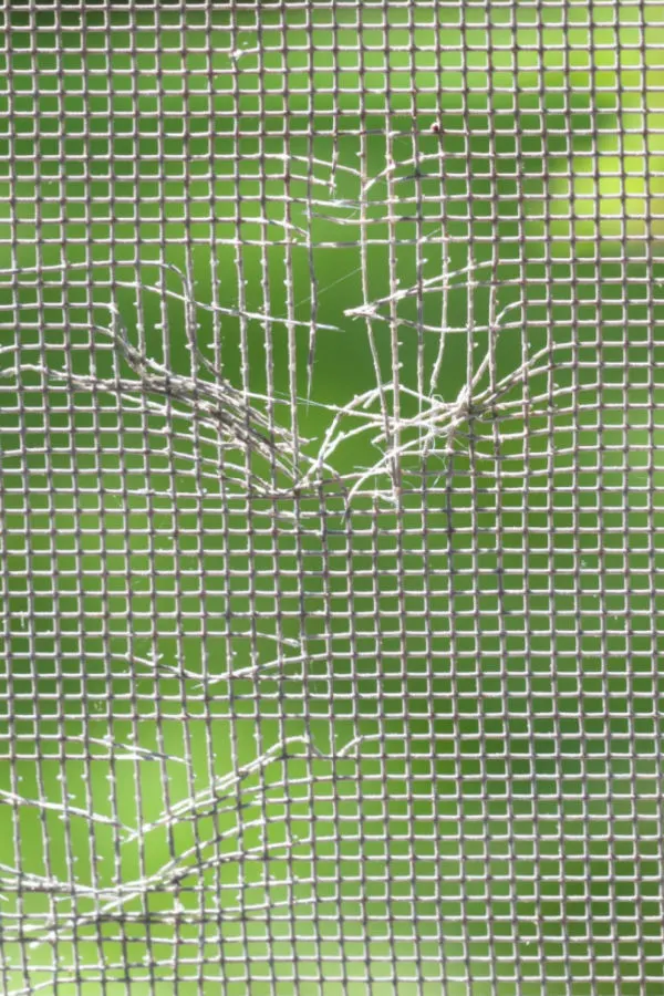spiders through screens