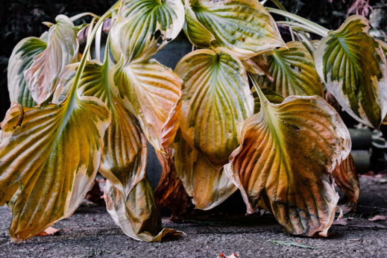 What To Do With Your Hosta Plants Before Winter