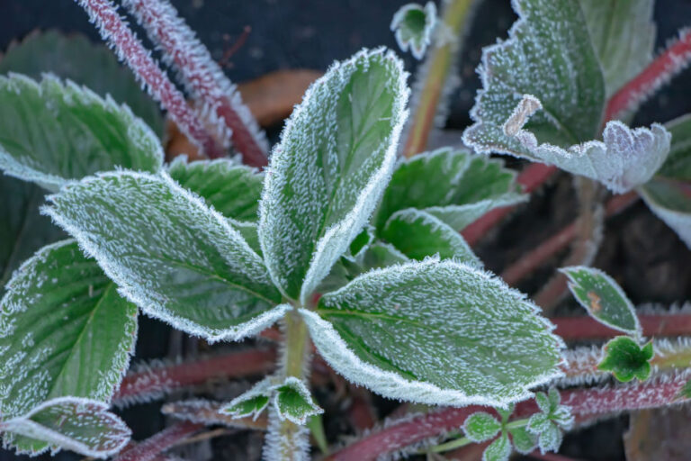 protect strawberries for winter