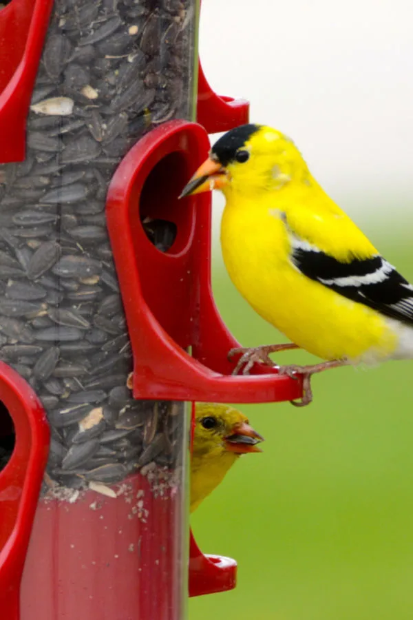 how to feed birds cheaply