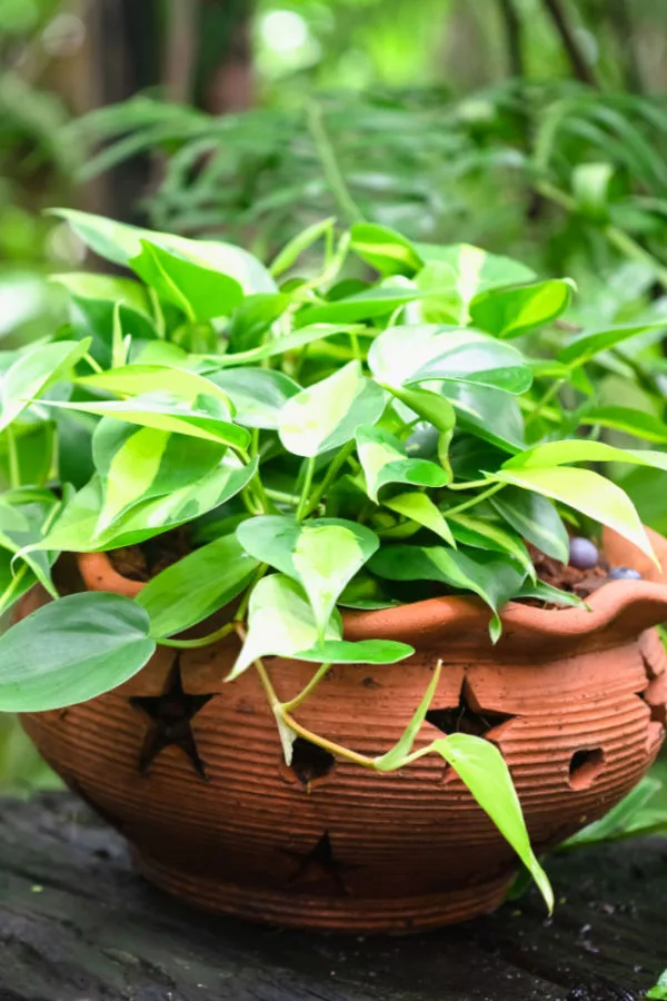 fertilizing houseplants