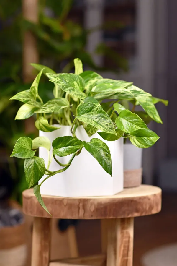 the easiest houseplant to grow - pothos