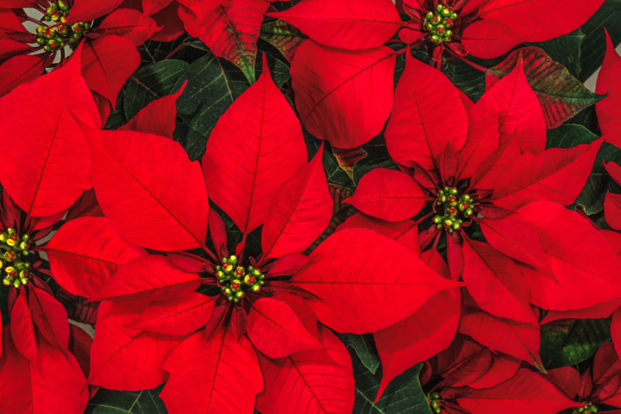 How To Keep Poinsettias Blooming Longer - 3 Secrets To Success!