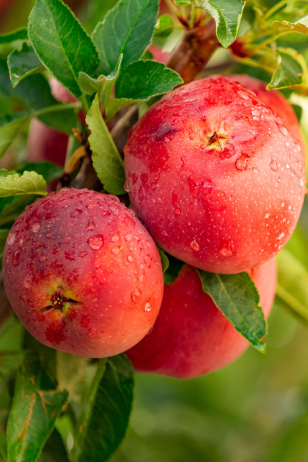 how and when to prune apples