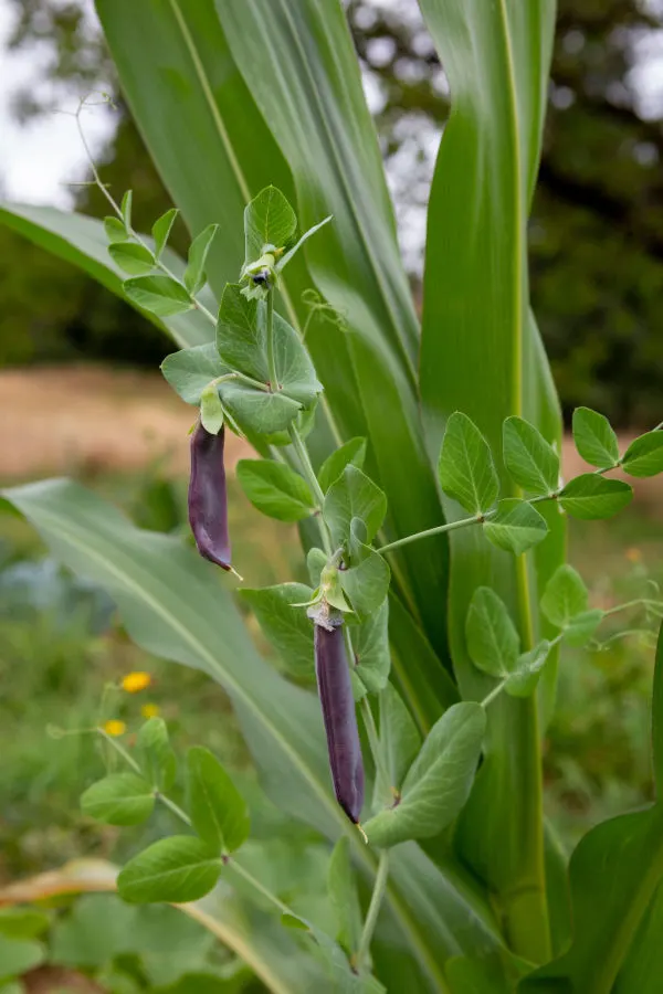 corn beans and peas - how to use companion planting