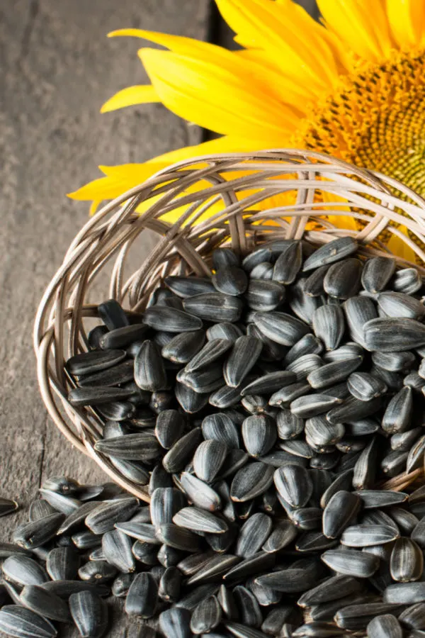 black oil sunflower seeds - chicken feed