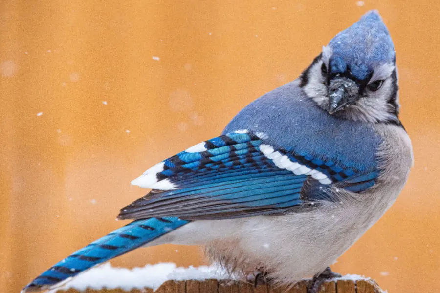 keeping blue jays away from bird feeders