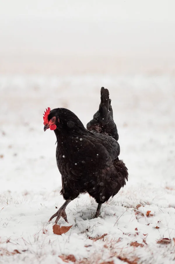 keeping chickens safe in winter