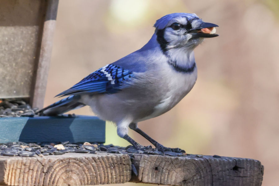 Just Go Outside: Baby Blue Jays spread their wings, Mother feeds them
