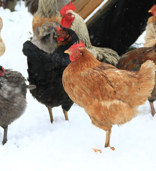 keep chickens safe in the winter