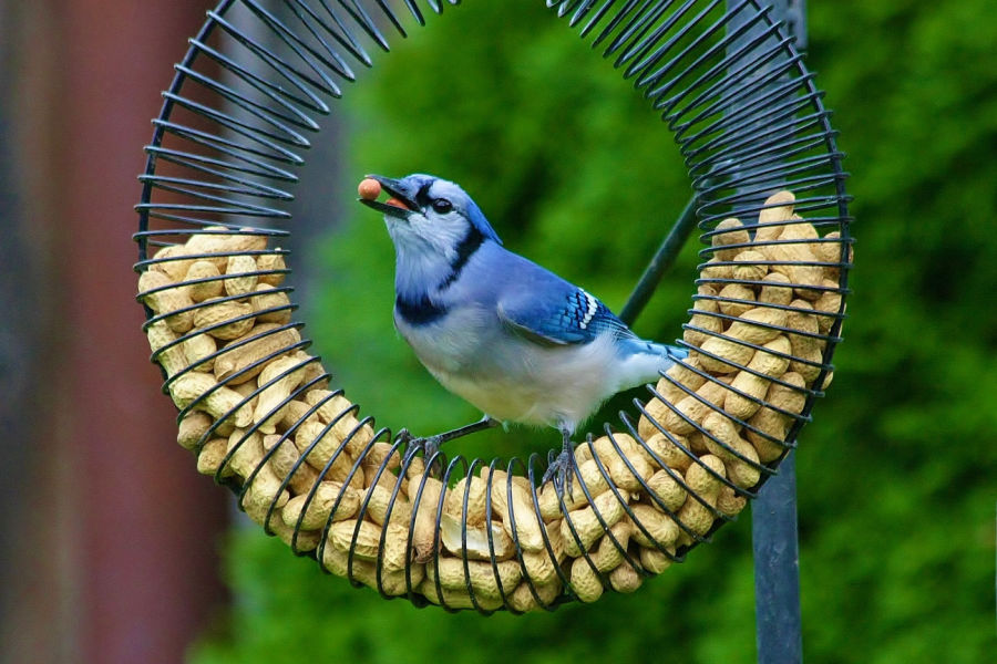 blue jay ring feeder