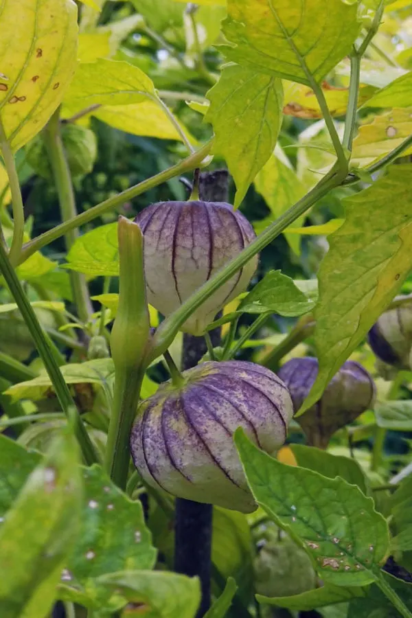 unique vegetable plants from seed - purple tomatillo