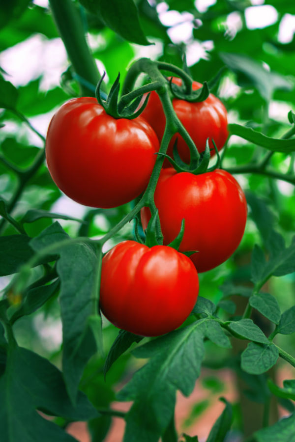 how to best water a tomato plant