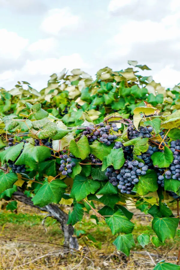 concord grapes - planting and growing grapes