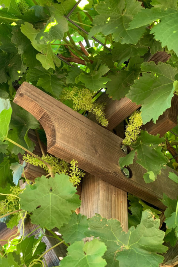 Pergola - how to grow grape vines