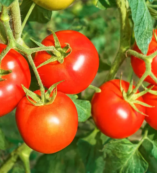 how to grow a huge crop of tomatoes