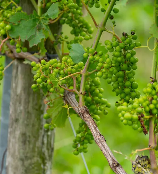growing grapes - planting grape vines