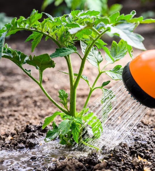 how to best water tomato plants