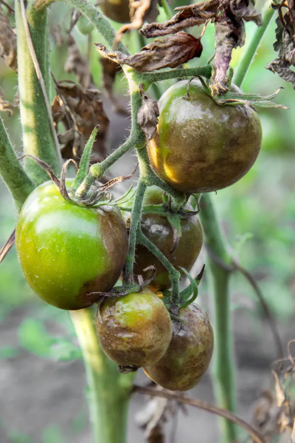 avoiding blight - how to grow a huge crop of tomatoes