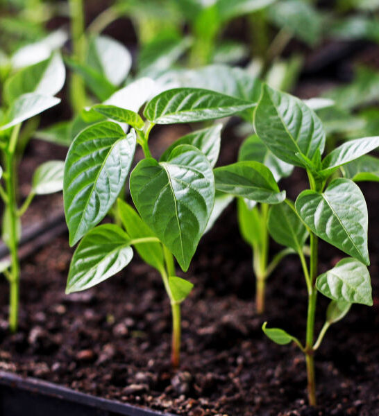 start pepper plants from seed