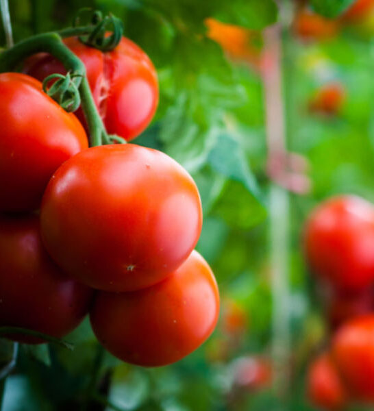grow tomatoes in 5 gallon buckets