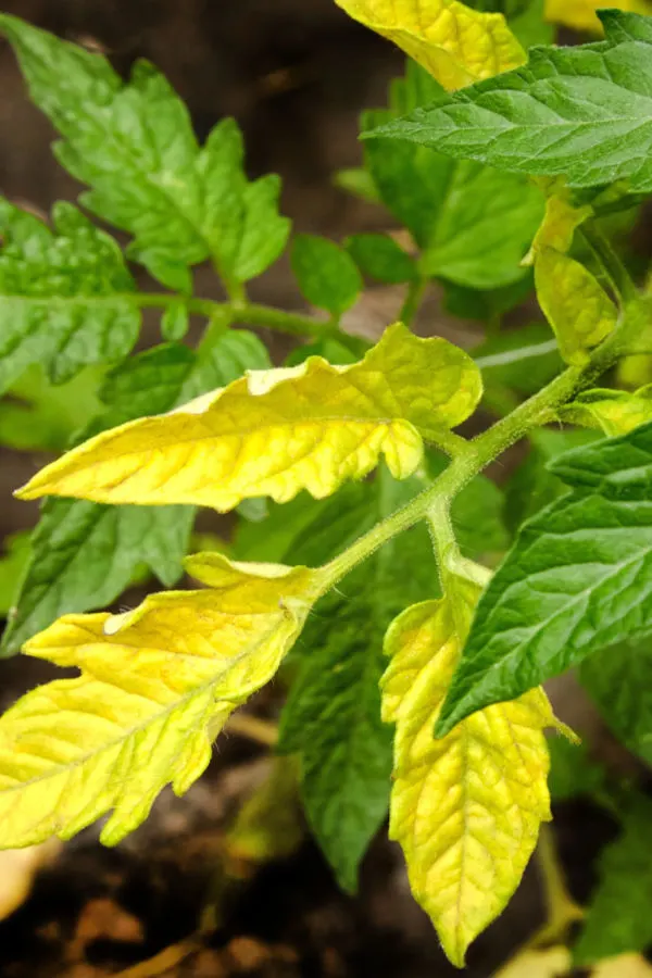 yellowing of leaves on a vegetable plant