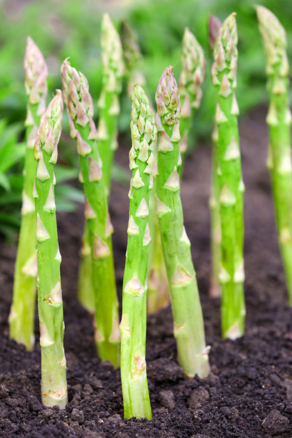 how to best plant asparagus