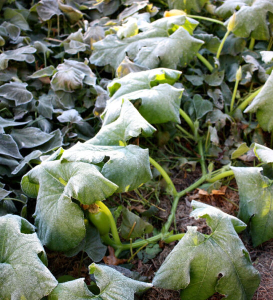 how to protect vegetable plants from a frost or freeze