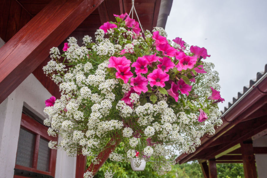keep hanging baskets flowering
