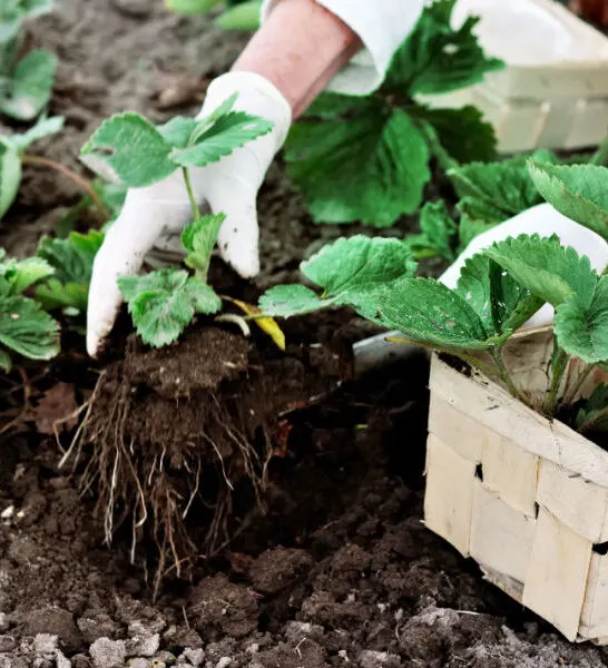 the secret to planting strawberries