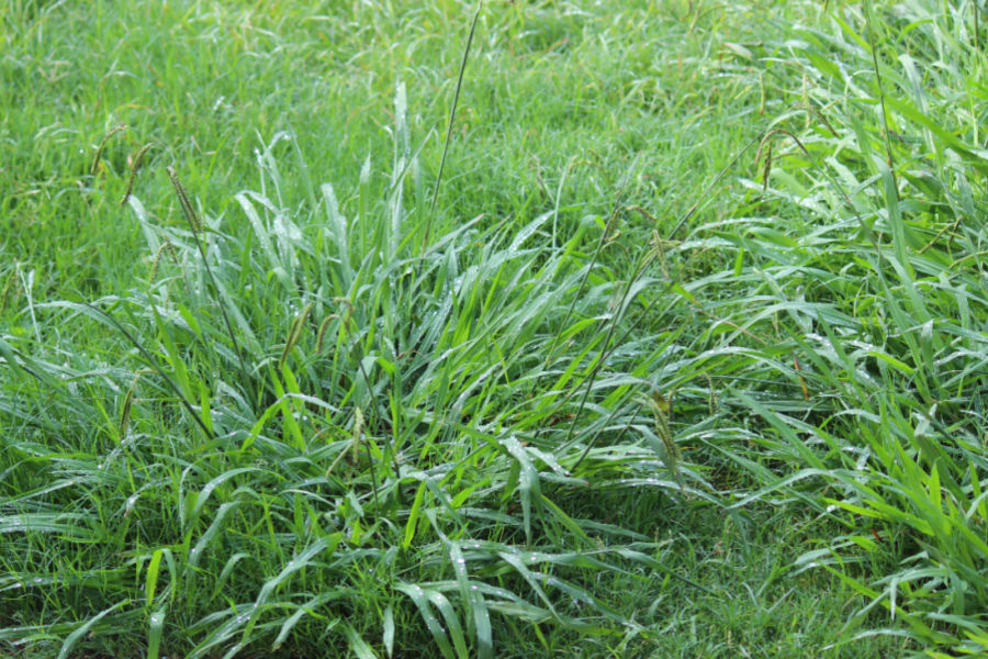 how to prevent crabgrass in the spring