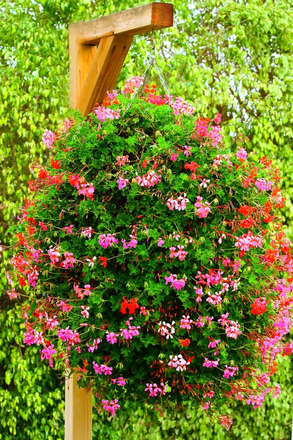 secrets to flowering hanging baskets