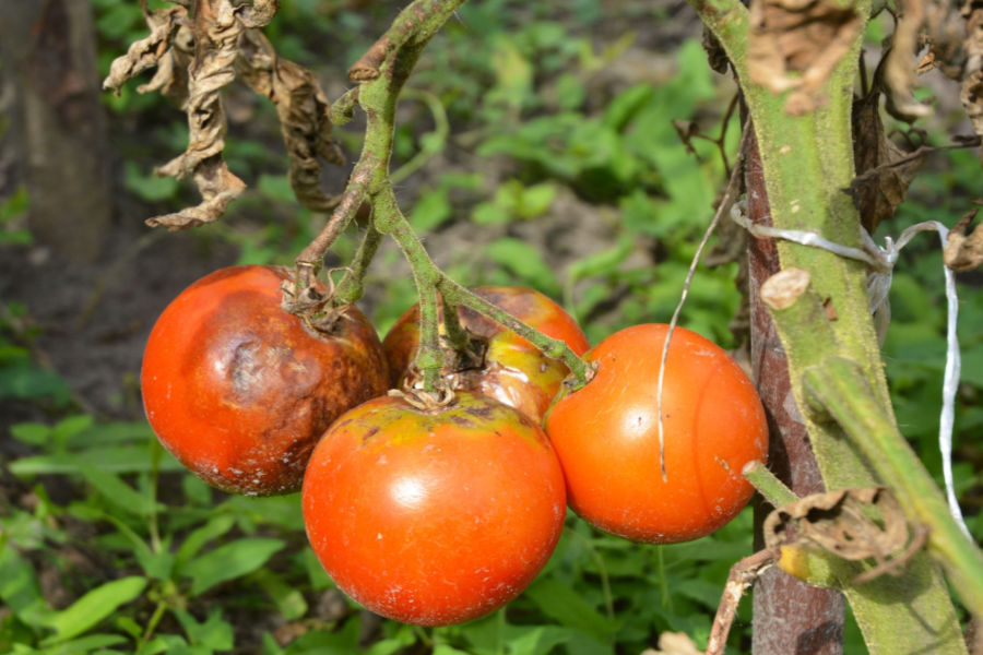 tomato blight and blossom end rot