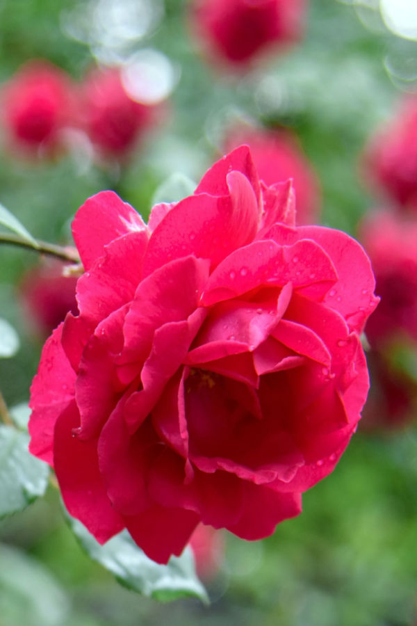 blooming rose bush - fertilizing rose bushes for bigger blooms