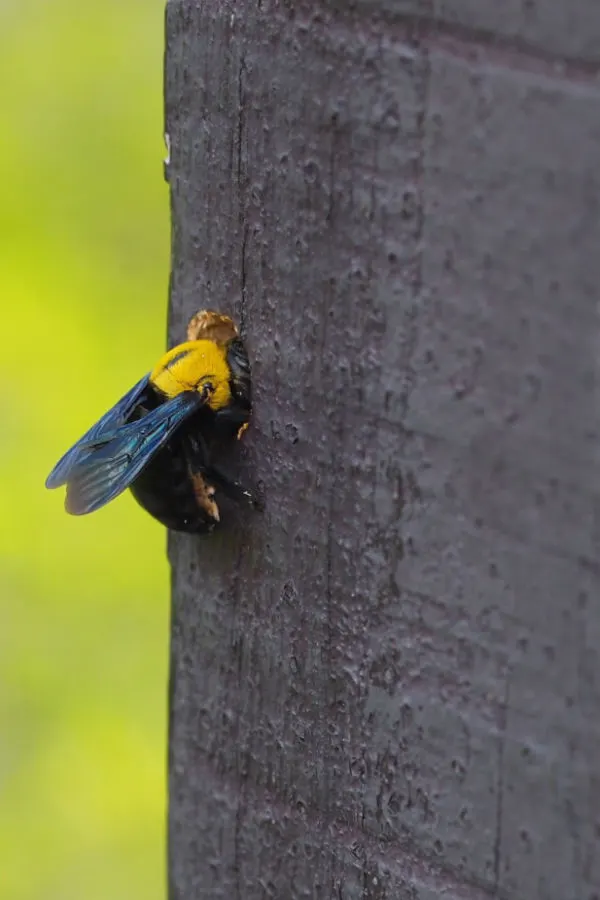 how to stop carpenter bees and keep them away