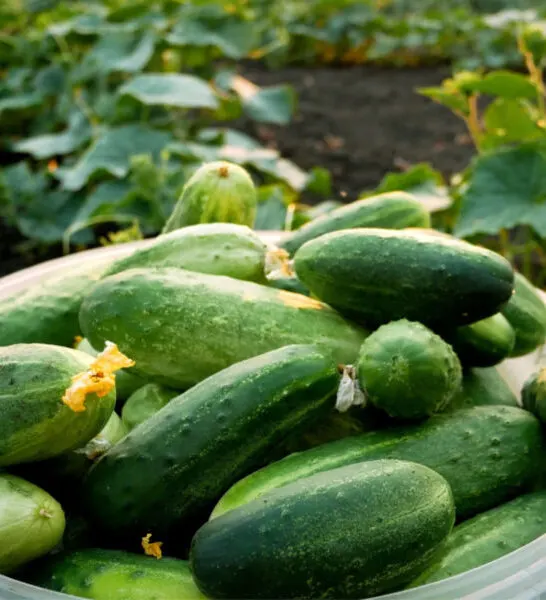 how to grow a huge crop of cucumbers